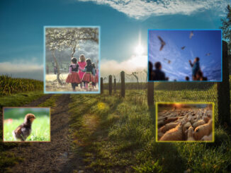 Lekcije iz detinjstva na selu